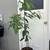 Young Avocado Tree 3 thumbnail