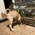 Anatolian shepherd 1 thumbnail
