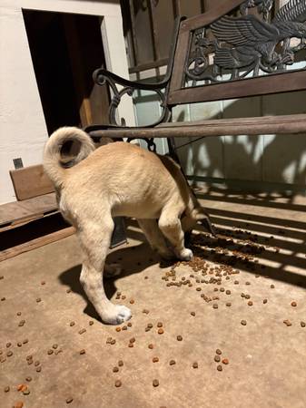 Anatolian shepherd 1