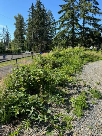 Expert Blackberry & Brush Removal Services 1