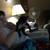 Solid Black Kitten free 2 thumbnail