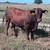 Polled Beefmaster Bulls 8 thumbnail