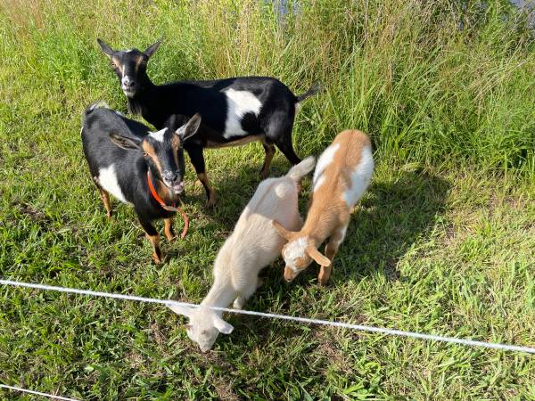 Cabras enanas nigerianas - $100 (Hartselle)62957306899073121