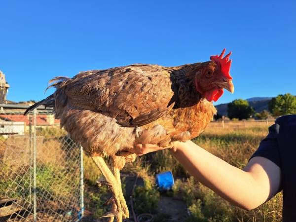 Laying Hens 1