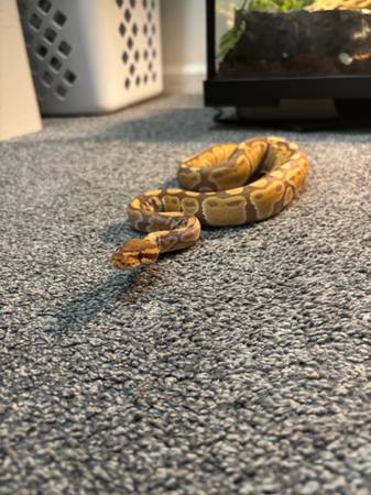 Ultramel ball python 1