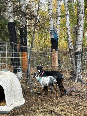 Mini nubian goat does 1