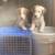 Pyrenees & pit mastiff mix 4 thumbnail
