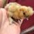 Silkies buff/partridge hatching eggs 1 thumbnail