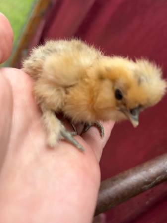Silkies buff/partridge hatching eggs 1