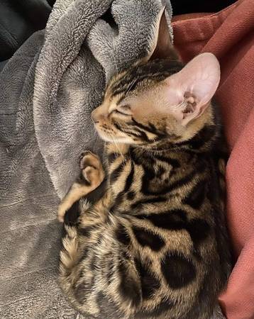 Bengal kitten Lovely (661-435-831two)63801771421697121
