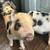 Potbelly piglets 4 thumbnail