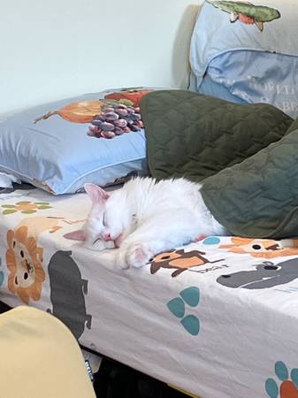 Cat sitting! $30/day (Waltham)63655651279107120