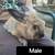 Bunnies (Pet) - $10 rehoming fee 4 thumbnail