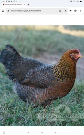 Bielefelder chicks 1