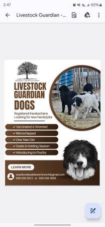 Livestock Guardian Dogs 1