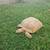 Tortoise 5 thumbnail