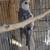 Cockatiel 5 thumbnail