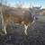 Holstein jersey heifer 4 thumbnail