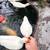 Mini Call Ducks 1 thumbnail