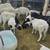 Ponies , cow, sheep, goats, ducks, chickens 4 thumbnail