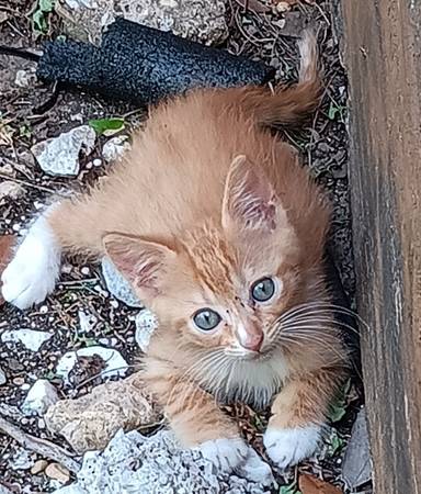 Update: FOUND SAFE! Lost Orange Kitten 1