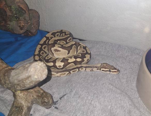 Sub adult ball python (Cc)63622346221955122