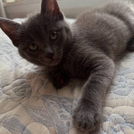 rehoming kitten63688899058689120