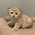 Kittens 1 thumbnail