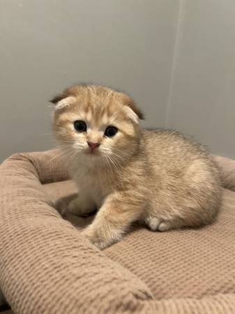 Kittens 1