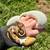 Rehoming Ball Python 1 thumbnail
