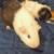guinea pigs 5 thumbnail