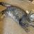 Handsome Sweet Neutered Male Cat Needing a Permanent Home 8 thumbnail