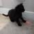 Black Kittens 6 thumbnail