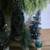 Bottle Brush Tree Lot 3 thumbnail