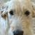 Shepadoodle puppies 3 thumbnail