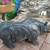 Garden Decor Statues so nice 13 thumbnail