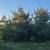 White Pine Trees Balled and Burlapped 1 thumbnail