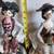 Capodimonte-style figurines 2 thumbnail
