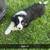 Border collie pups 12 thumbnail