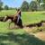 Flashy Mustang Gelding 12 thumbnail