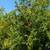 Pomegranate Tree 4 thumbnail