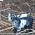 goats 5 thumbnail