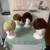 New wigs 1 thumbnail