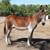 CAESAR – 16 YEARS OLD DONKEY GELDING 1 thumbnail