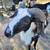 Young Painted Desert Rams For Sale! 16 thumbnail