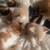 KITTEN R US 5 thumbnail