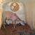 Katahdin sheep 4 thumbnail
