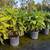 Fishtail Palms 4 thumbnail