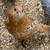 Chicks, hatching eggs 3 thumbnail