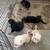 German Shepherd Puppies – 7 Weeks – $800 8 thumbnail